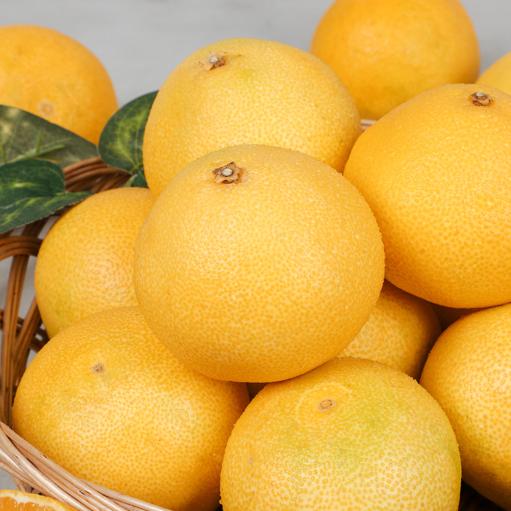 [선물세트] 제주 하우스 황금향 - 황금향 선물세트 3kg 중과 (7-15과) +선물용 보자기