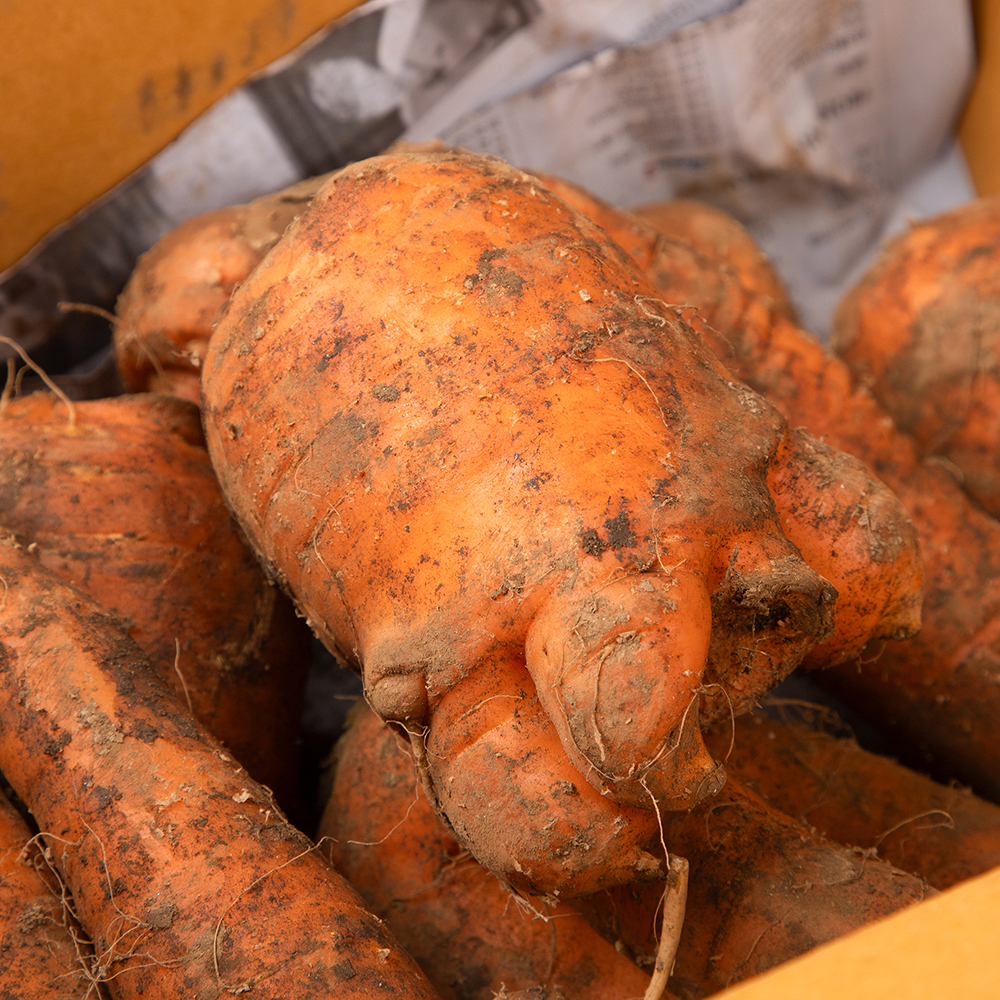 국내산 흙당근 - 국내산 흙당근 10kg 중