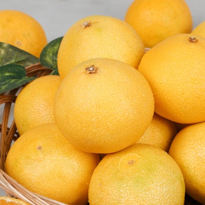 [선물세트] 제주 하우스 황금향 - 황금향 선물세트 2kg 중과 (5-11과) +선물용 보자기