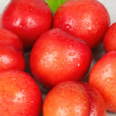 제철 자두 (추희) - 추희자두 4kg 중대과 (40-50과)