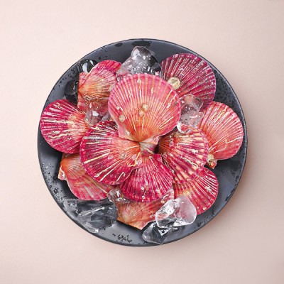 홍가리비 - 홍가리비 1kg (30미 내외)